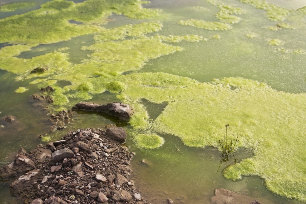 Summer conditions leading to algal blooms in canals, rivers around ...